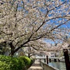 【桜の備忘録】芝浦運河周辺の桜