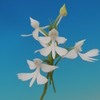 Habenaria dentata