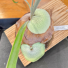 ベイチーちゃんの子株を株分けしてみたよ