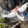 長良川（白鳥地区）の尺泣アマゴ