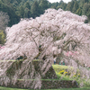 又兵衛桜〜天香山天益寺枝垂れ桜