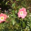 代々木公園のバラ　2012秋