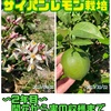 黄色くならない？レモン収穫目安はいつ？〜開花から実の収穫まで。(栽培記録2年目)