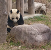 神戸市内旅行【異人館スタバ・動物園・ベイエリアetc】