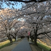 桜を見に行く朝ラン