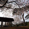 桜の魅力