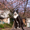 隣市南漁港のねこさん