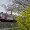 豊橋鉄道渥美線を桜咲く芦原駅至近で撮影