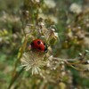 冬来たりなば、芋うまし。