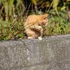 深島のねこさん