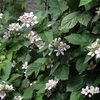 ブラックベリーの花 2015 ５月