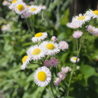 非常に大きなタンポポの正体は？ タンポポみたいな花をつけるブタナ