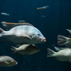 オレオクロミス・タンガニカエ Oreochromis tanganicae