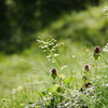 野の花ものびのびと～