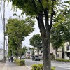 まあるい陽だまりカーネーションに息子にもらった上機嫌