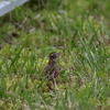 ひばり～道東釧路で会える野鳥～