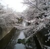 石神井川（中板橋）の桜見物（3月23日）