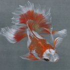 絹本画、手描き画、巻物画 制作中。 41 × 41 × 2 cm, 絹本彩色。 #japanesepainting #日本画