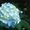 紫陽花（あじさい）