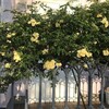 木香薔薇