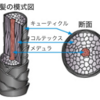 くせ毛の正体②