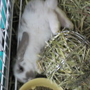 The LOP REX-hatena version-