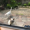 新型コロナと野良猫問題