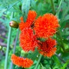 ベニニガナの花