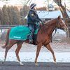 １８日の検疫で栗東・野中厩舎へ入厩しています。☆サンサルテーション