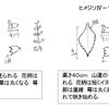 イヌコウジュとヒメジソ