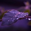 二十四節気「寒露」（かんろ）