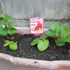 【野菜作り】次はイチゴを植えてみる