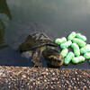 ベンチャシリ公園のカメさんとハトさん