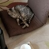 多少放尿してるのは確認
