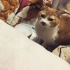 猫写真♯680