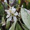11月に庭のプルーンの花が咲いた⁈
