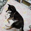 忠犬まぐろぶ師匠たち🐺🐺