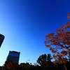 毛馬桜之公園