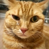 ねこの涙