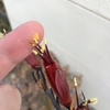 ニューサイランが花を咲かすのが珍しいから写真を撮って画像をアップしまくる日々！2020年05月25日～27日