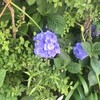 からす