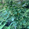 デワノマタタビの鉢植え栽培