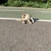 【猫好き必見！】トルメス川の猫通り