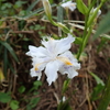初夏に目にする紫色のお花１６選　５月や６月の身近な山野草たち