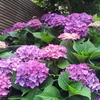 Hydrangea - 紫陽花