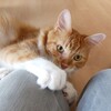 10頭10種の猫ちゃん達（続）