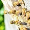 【想像力を働かせる日に】５月２０日『World Bee Day（世界ミツバチの日）』