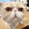 エキゾチックショートヘアのロコちゃん