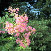 優しく燃える晩夏の花