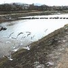 京都・鴨川のユリカモメ激減…保護団体調査